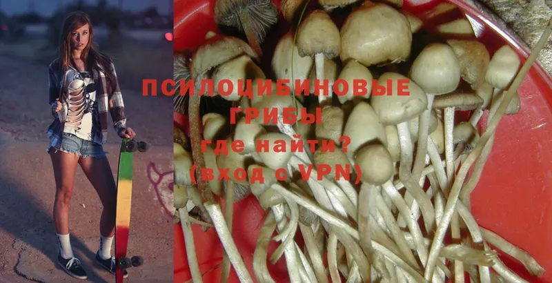 купить наркотики сайты  Светлоград  Псилоцибиновые грибы MAGIC MUSHROOMS 